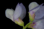 Louisiana vetch